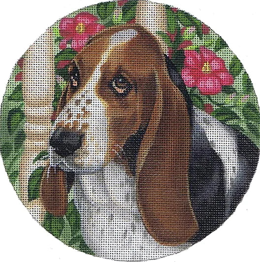 Basset Hound